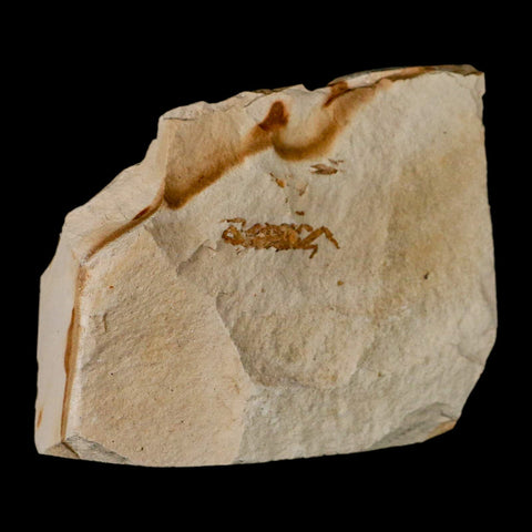 1.1" Fossil Crab Pinnixa Galliheri Pea Crab Monterey Cty San Luis Obispo Miocene Epoch - Fossil Age Minerals