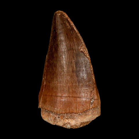 XL 2" Mosasaur Prognathodon Fossil Tooth Cretaceous Dinosaur Era COA & Stand