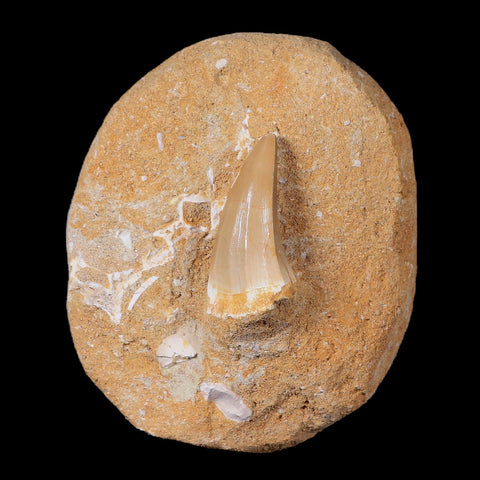 1.5" Mosasaur Hoffmanni Fossil Tooth In Matrix Cretaceous Dinosaur Era COA - Fossil Age Minerals