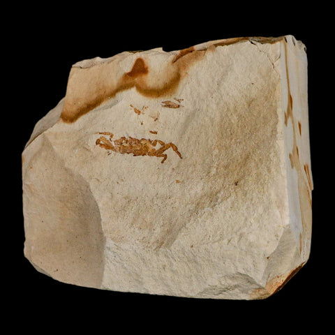 1.1" Fossil Crab Pinnixa Galliheri Pea Crab Monterey Cty San Luis Obispo Miocene Epoch - Fossil Age Minerals