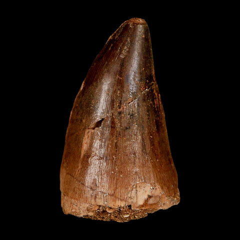 XL 2" Mosasaur Prognathodon Fossil Tooth Cretaceous Dinosaur Era COA & Stand