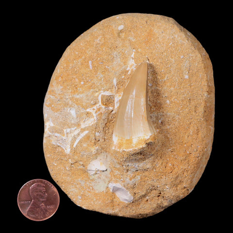 1.5" Mosasaur Hoffmanni Fossil Tooth In Matrix Cretaceous Dinosaur Era COA - Fossil Age Minerals