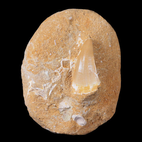 1.5" Mosasaur Hoffmanni Fossil Tooth In Matrix Cretaceous Dinosaur Era COA - Fossil Age Minerals