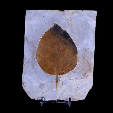 3.4" Davidia Antiqua Fossil Plant Leaf Paleocene Age Fort Union FM Glendive MT Stand