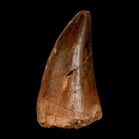 XL 2" Mosasaur Prognathodon Fossil Tooth Cretaceous Dinosaur Era COA & Stand