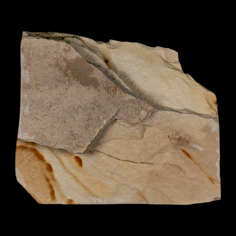 1.1" Fossil Crab Pinnixa Galliheri Pea Crab Monterey Cty San Luis Obispo Miocene Epoch - Fossil Age Minerals