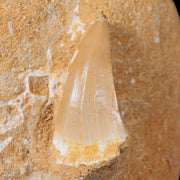 1.5" Mosasaur Hoffmanni Fossil Tooth In Matrix Cretaceous Dinosaur Era COA