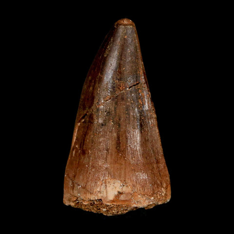 XL 2" Mosasaur Prognathodon Fossil Tooth Cretaceous Dinosaur Era COA & Stand