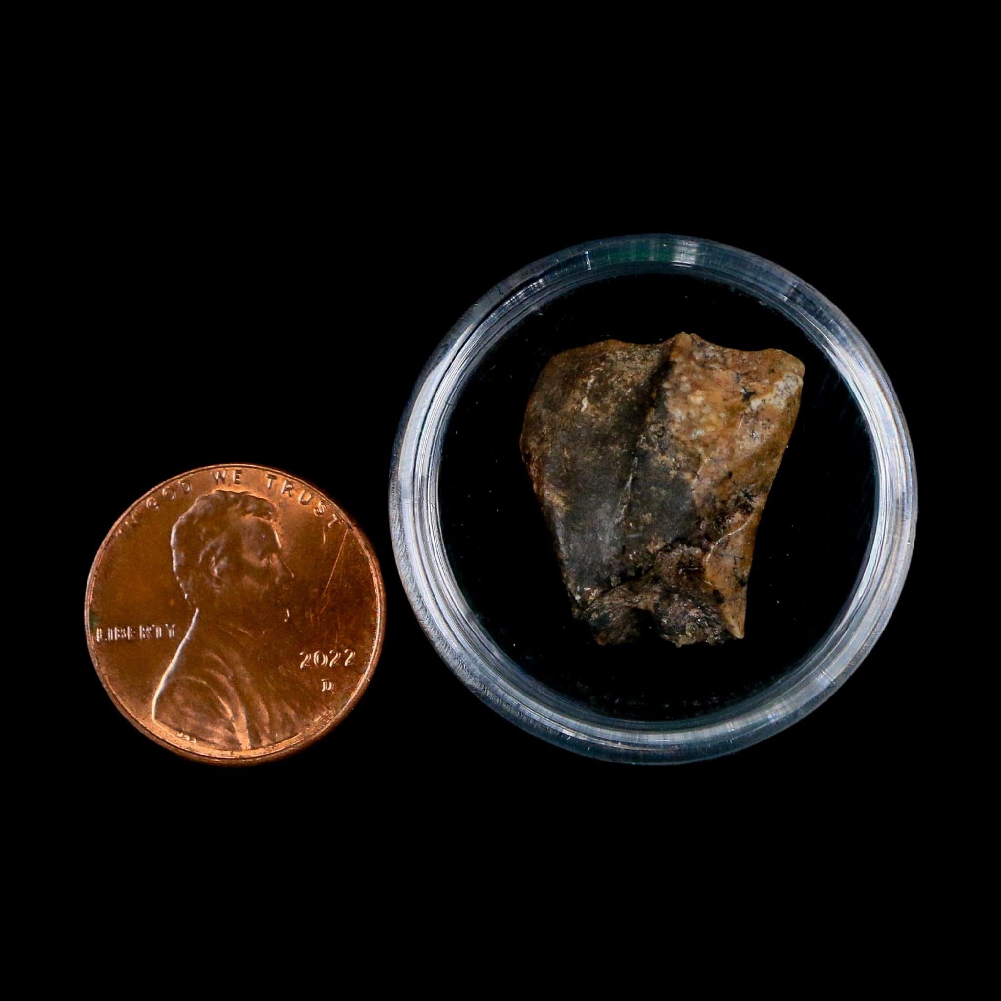 0.8" Ouranosaurus Fossil Tooth Cretaceous Age Iguanodontid Dinosaur Niger
