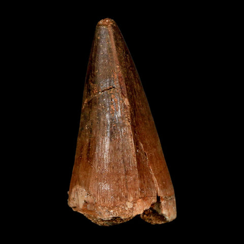 XL 2" Mosasaur Prognathodon Fossil Tooth Cretaceous Dinosaur Era COA & Stand