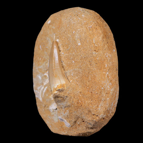 1.5" Mosasaur Hoffmanni Fossil Tooth In Matrix Cretaceous Dinosaur Era COA - Fossil Age Minerals