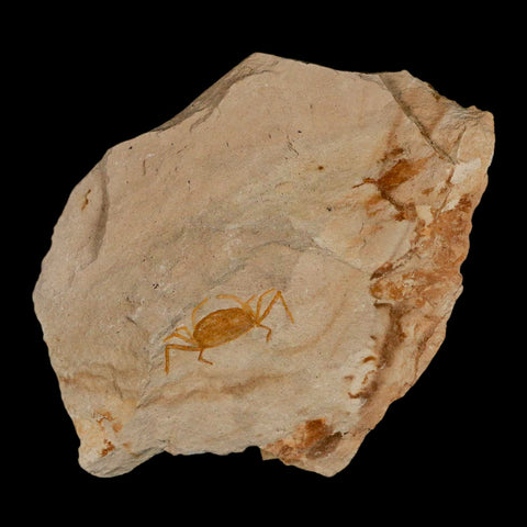 1.1" Fossil Crab Pinnixa Galliheri Pea Crab Monterey Cty San Luis Obispo Miocene Epoch - Fossil Age Minerals