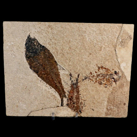 XL 5.1" Diplomystus Dentatus Fossil Fish Green River FM WY Eocene Age COA, Stand