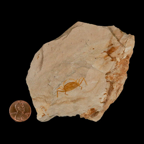 1.1" Fossil Crab Pinnixa Galliheri Pea Crab Monterey Cty San Luis Obispo Miocene Epoch - Fossil Age Minerals