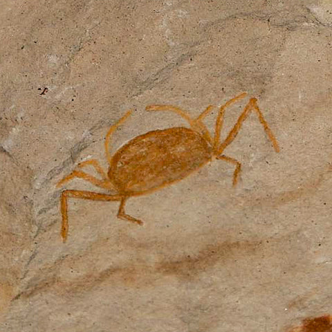 1.1" Fossil Crab Pinnixa Galliheri Pea Crab Monterey Cty San Luis Obispo Miocene Epoch - Fossil Age Minerals