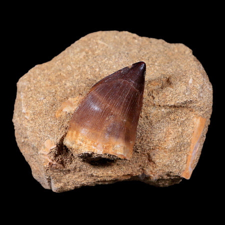 1.5" Mosasaur Prognathodon Fossil Tooth In Matrix Cretaceous Dinosaur Era COA