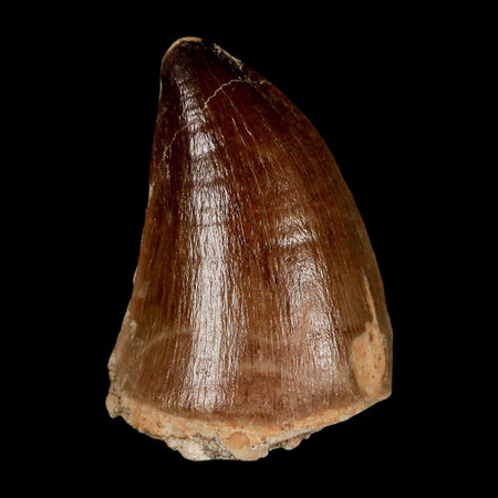 1.9" Mosasaur Prognathodon Fossil Tooth Cretaceous Dinosaur Era COA & Stand