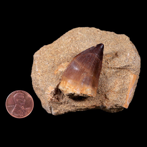 1.5" Mosasaur Prognathodon Fossil Tooth In Matrix Cretaceous Dinosaur Era COA - Fossil Age Minerals