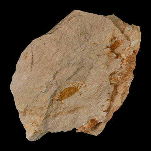 1.1" Fossil Crab Pinnixa Galliheri Pea Crab Monterey Cty San Luis Obispo Miocene Epoch - Fossil Age Minerals