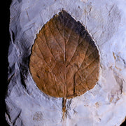 3.4" Davidia Antiqua Fossil Plant Leaf Paleocene Age Fort Union FM Glendive MT Stand