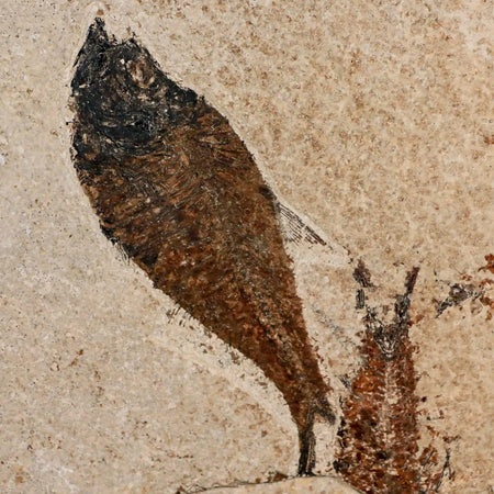 XL 5.1" Diplomystus Dentatus Fossil Fish Green River FM WY Eocene Age COA, Stand
