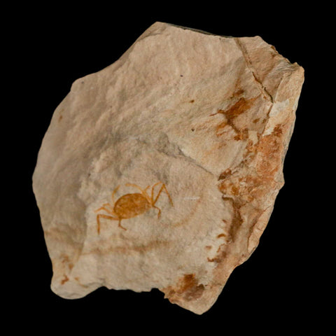 1.1" Fossil Crab Pinnixa Galliheri Pea Crab Monterey Cty San Luis Obispo Miocene Epoch - Fossil Age Minerals