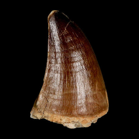 1.9" Mosasaur Prognathodon Fossil Tooth Cretaceous Dinosaur Era COA & Stand