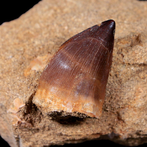 1.5" Mosasaur Prognathodon Fossil Tooth In Matrix Cretaceous Dinosaur Era COA - Fossil Age Minerals