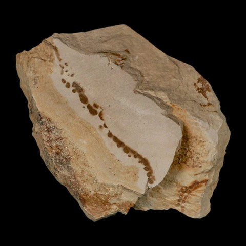 1.1" Fossil Crab Pinnixa Galliheri Pea Crab Monterey Cty San Luis Obispo Miocene Epoch - Fossil Age Minerals