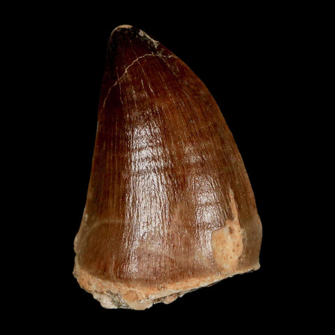 1.9" Mosasaur Prognathodon Fossil Tooth Cretaceous Dinosaur Era COA & Stand