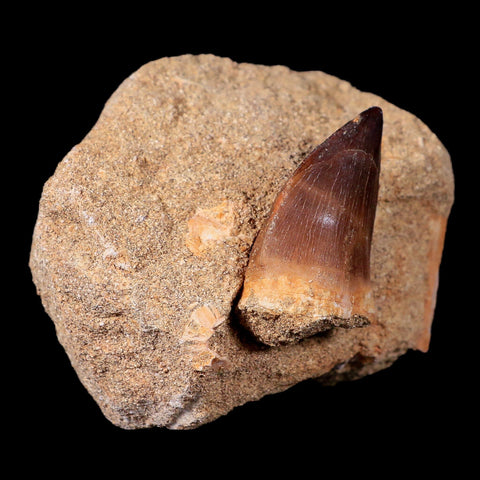 1.5" Mosasaur Prognathodon Fossil Tooth In Matrix Cretaceous Dinosaur Era COA - Fossil Age Minerals