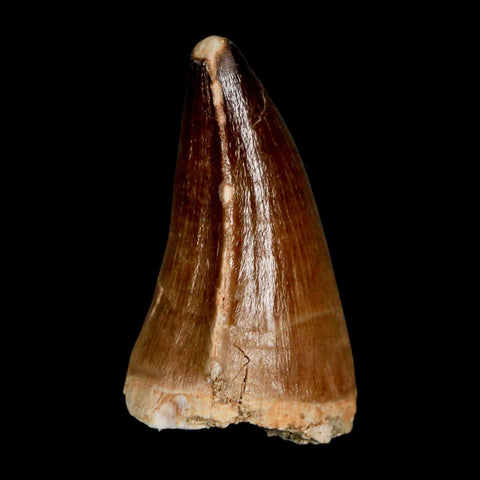 1.9" Mosasaur Prognathodon Fossil Tooth Cretaceous Dinosaur Era COA & Stand