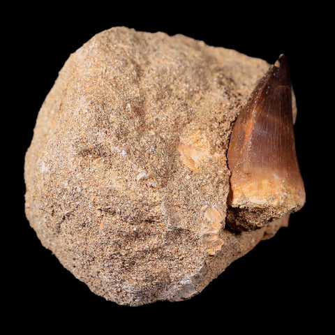 1.5" Mosasaur Prognathodon Fossil Tooth In Matrix Cretaceous Dinosaur Era COA - Fossil Age Minerals