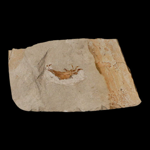 0.9" Fossil Crab Pinnixa Galliheri Pea Crab Monterey Cty San Luis Obispo Miocene Epoch - Fossil Age Minerals