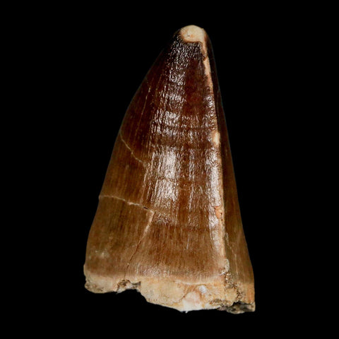 1.9" Mosasaur Prognathodon Fossil Tooth Cretaceous Dinosaur Era COA & Stand