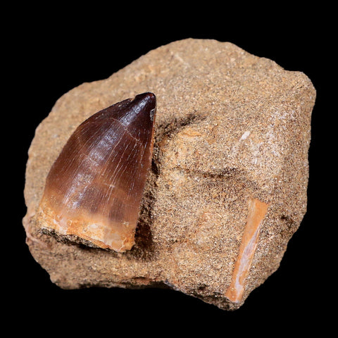 1.5" Mosasaur Prognathodon Fossil Tooth In Matrix Cretaceous Dinosaur Era COA - Fossil Age Minerals