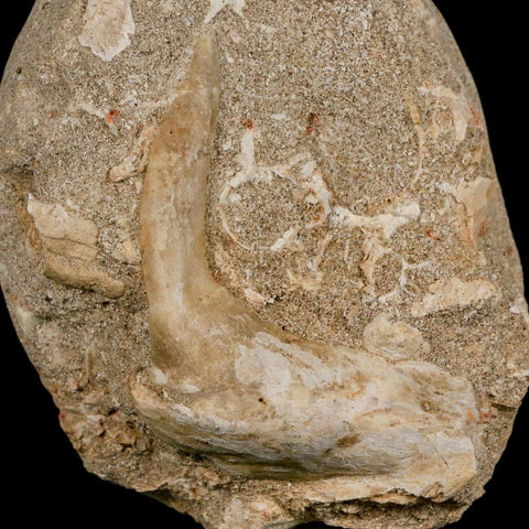 XL 3.2" Saber Toothed Herring Fossil Fang Tooth Enchodus Libycus Cretaceous Age - Fossil Age Minerals