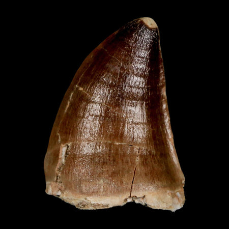 1.9" Mosasaur Prognathodon Fossil Tooth Cretaceous Dinosaur Era COA & Stand