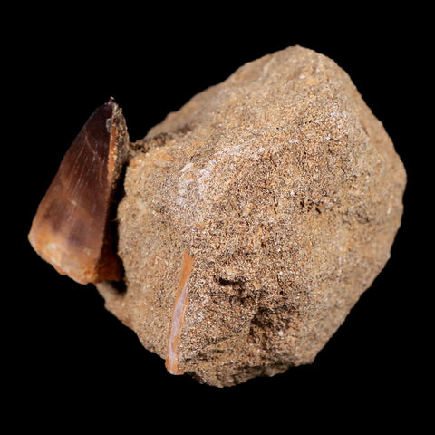 1.5" Mosasaur Prognathodon Fossil Tooth In Matrix Cretaceous Dinosaur Era COA - Fossil Age Minerals