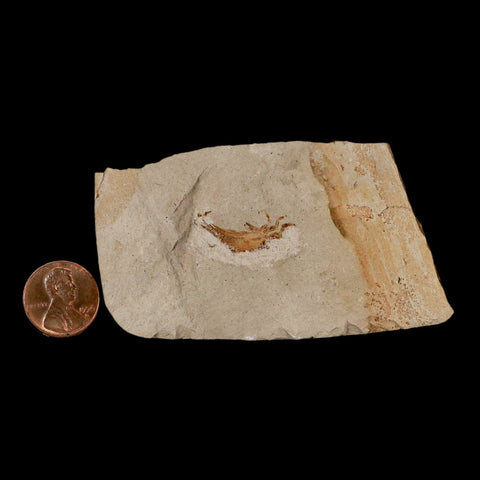 0.9" Fossil Crab Pinnixa Galliheri Pea Crab Monterey Cty San Luis Obispo Miocene Epoch - Fossil Age Minerals