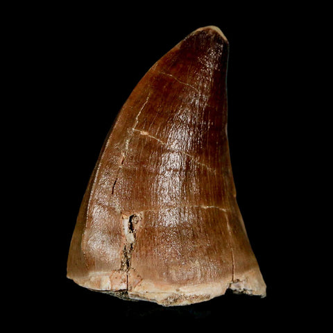 1.9" Mosasaur Prognathodon Fossil Tooth Cretaceous Dinosaur Era COA & Stand