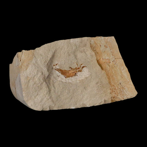 0.9" Fossil Crab Pinnixa Galliheri Pea Crab Monterey Cty San Luis Obispo Miocene Epoch - Fossil Age Minerals