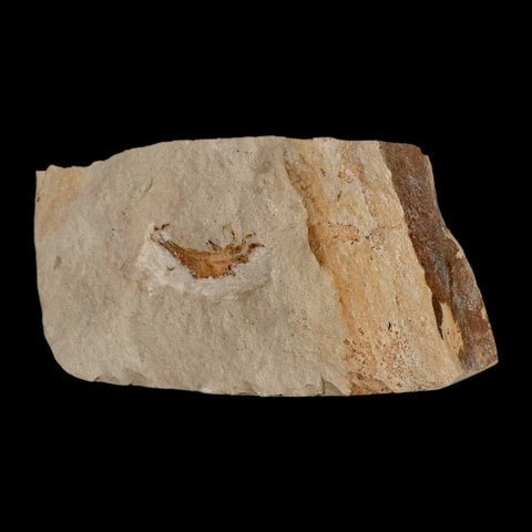0.9" Fossil Crab Pinnixa Galliheri Pea Crab Monterey Cty San Luis Obispo Miocene Epoch - Fossil Age Minerals