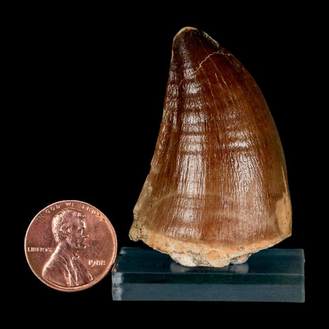 1.9" Mosasaur Prognathodon Fossil Tooth Cretaceous Dinosaur Era COA & Stand