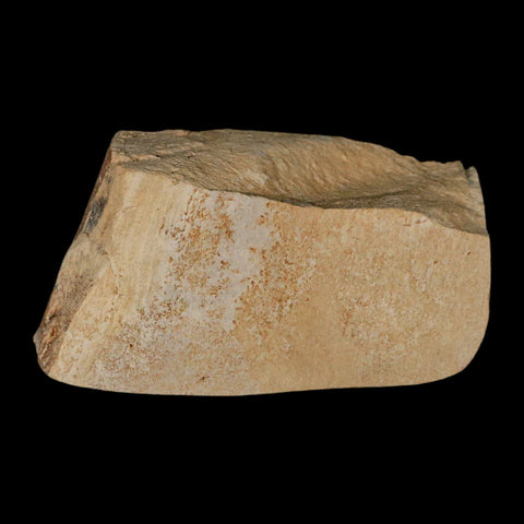 0.9" Fossil Crab Pinnixa Galliheri Pea Crab Monterey Cty San Luis Obispo Miocene Epoch - Fossil Age Minerals