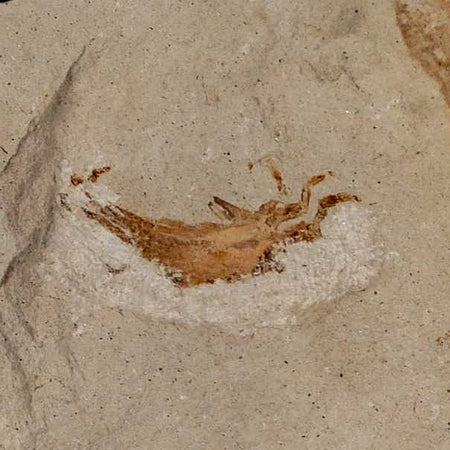 0.9" Fossil Crab Pinnixa Galliheri Pea Crab Monterey Cty San Luis Obispo Miocene Epoch