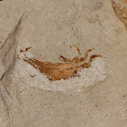 0.9" Fossil Crab Pinnixa Galliheri Pea Crab Monterey Cty San Luis Obispo Miocene Epoch - Fossil Age Minerals