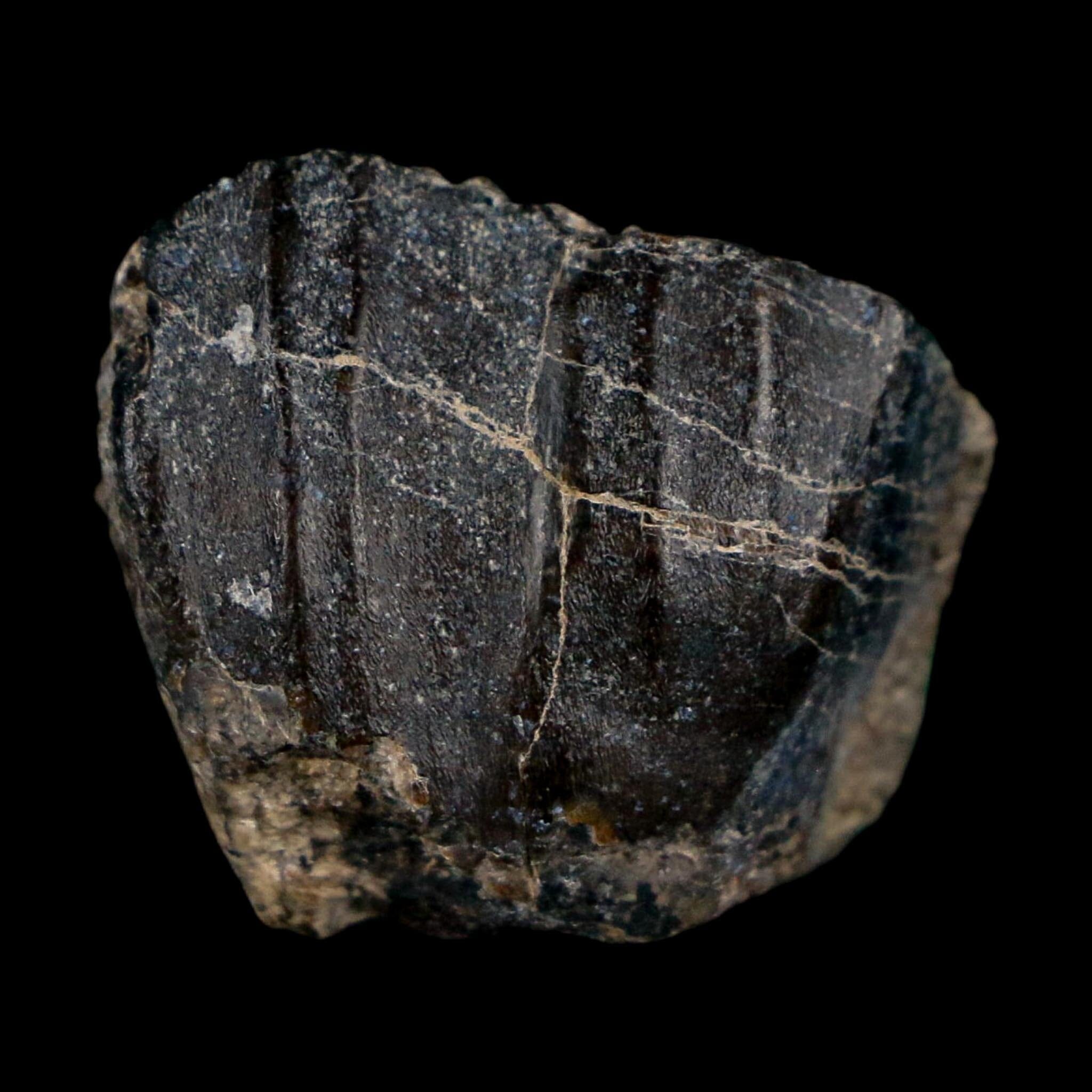 0.8" Ouranosaurus Fossil Tooth Cretaceous Age Iguanodontid Dinosaur Niger