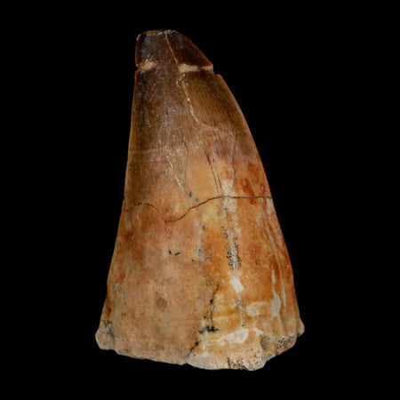 XL 2.3" Mosasaur Prognathodon Fossil Tooth Cretaceous Dinosaur Era COA & Stand