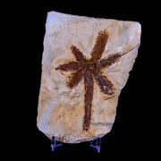 3.6" Equisetum Tubers Fossil Plant Fort Union FM Paleocene Age Montana Stand
